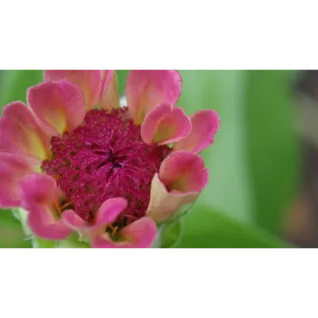 arali flower (35)-1126702-61349.webp
